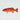 Coral Trout Print
